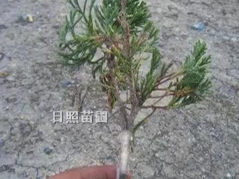 小龙柏育苗技术要点