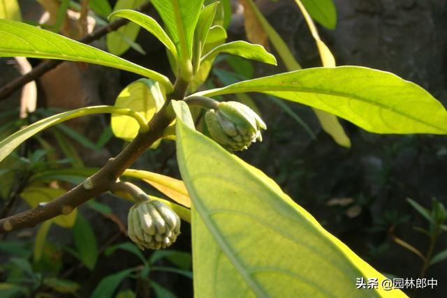 正值腊月，结香树上已是花蕾低垂，中国传统的爱情树，你了解多少