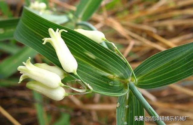 原来，这些中药材花长得这么美