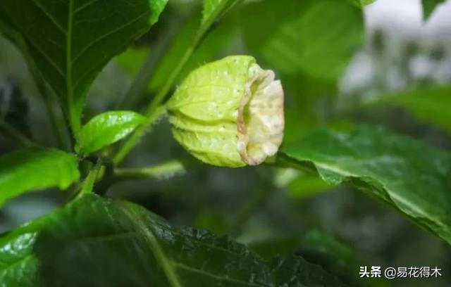 国家Ⅱ级濒危珍稀植物：青藏等地特产山莨菪