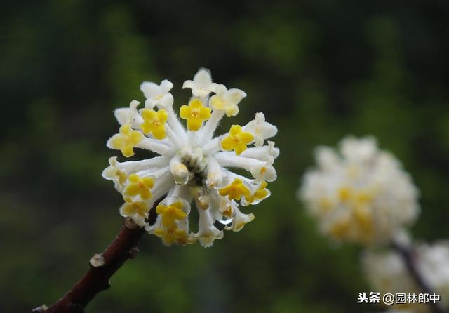 正值腊月，结香树上已是花蕾低垂，中国传统的爱情树，你了解多少