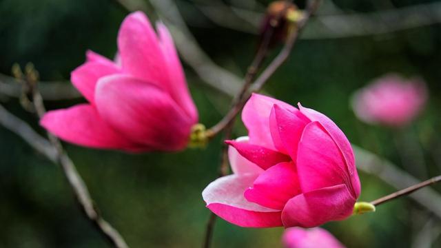 中国木兰科木兰属新种——红花玉兰
