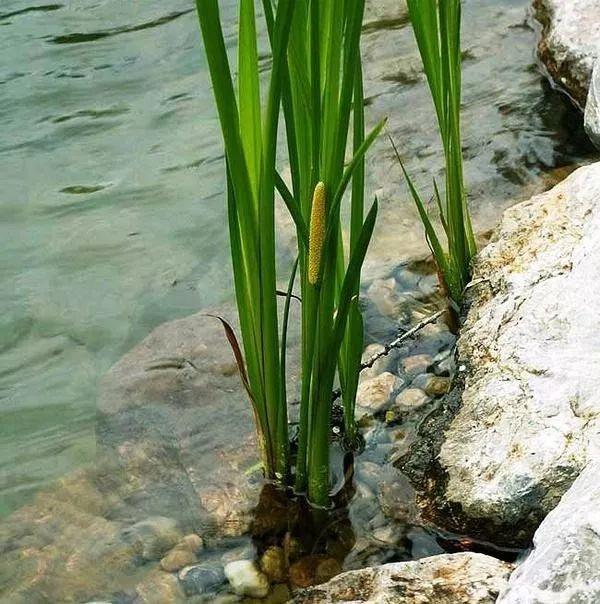 每日植物 | 菖蒲——最平淡闲适，最淡泊名利？