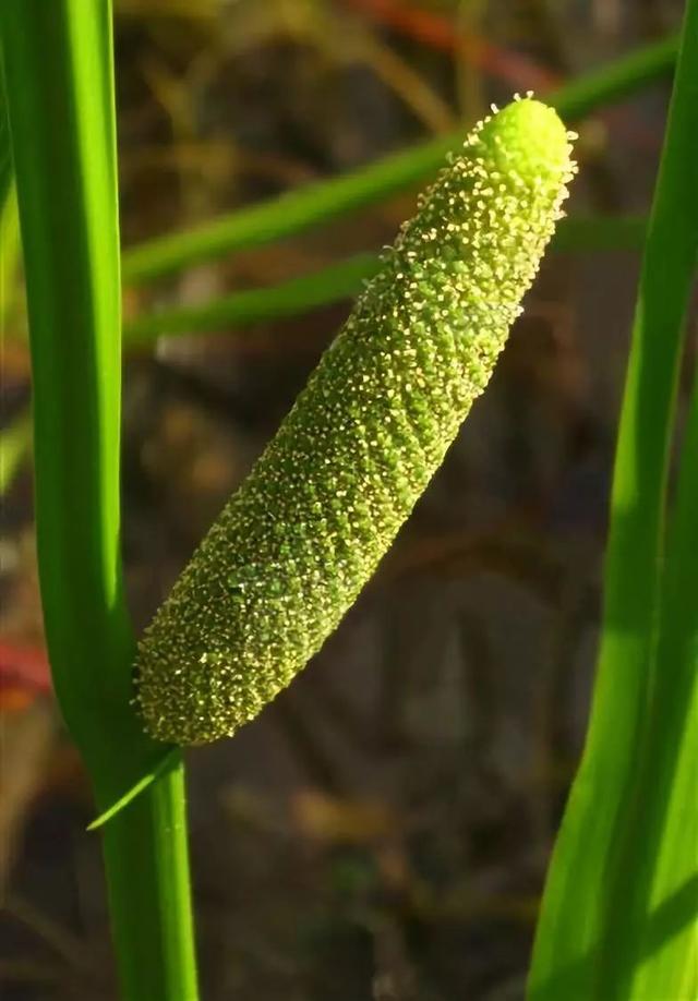 每日植物 | 菖蒲——最平淡闲适，最淡泊名利？