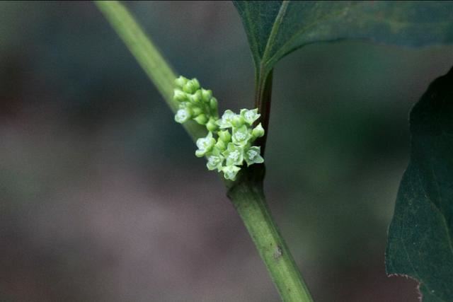 植物图鉴：虎杖