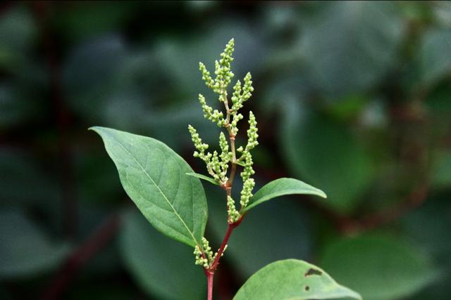 植物图鉴：虎杖