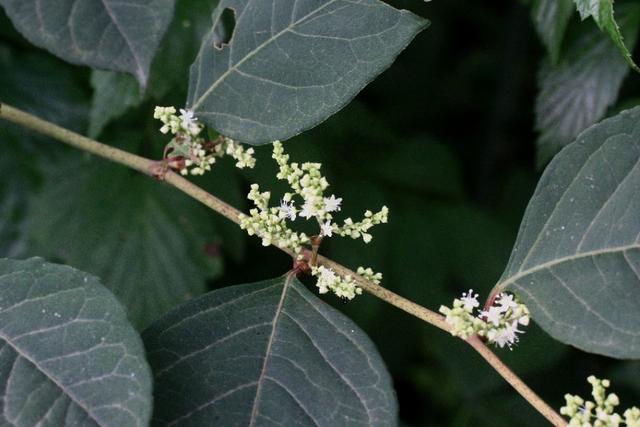 植物图鉴：虎杖