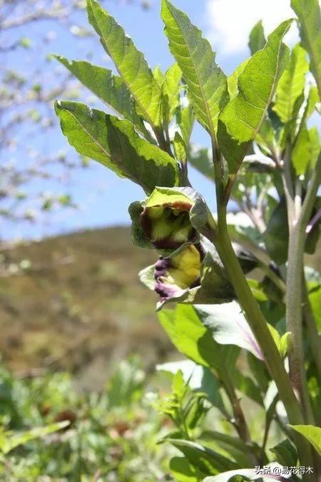 国家Ⅱ级濒危珍稀植物：青藏等地特产山莨菪