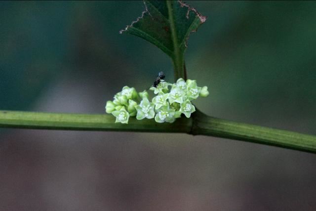 植物图鉴：虎杖