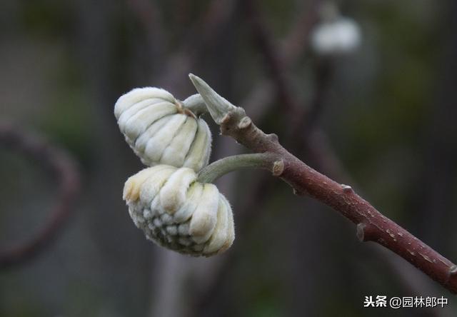 正值腊月，结香树上已是花蕾低垂，中国传统的爱情树，你了解多少