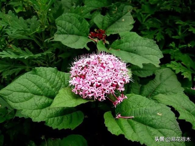 臭牡丹，如果只看名字就会排斥，那您就错过欣赏如此惊艳的花卉了