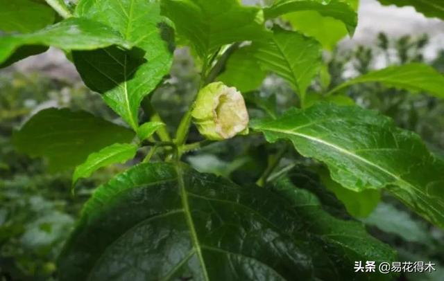 国家Ⅱ级濒危珍稀植物：青藏等地特产山莨菪