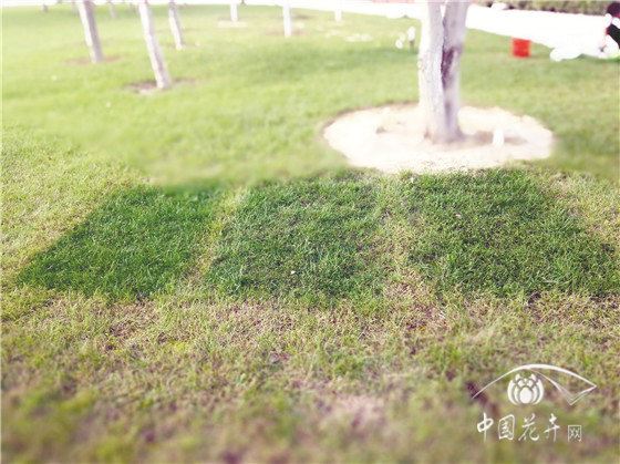 提高冬季草坪枯黄景观效果小妙招 