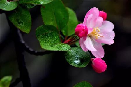 西府海棠什么时候开花？