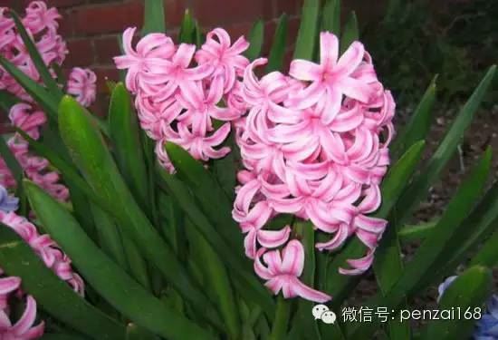 谈谈风信子的养殖方法和花期