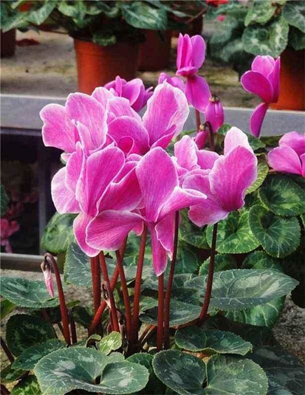 仙客来喜欢“冬天”开花，开花前施肥多晒太阳，开花一朵朵花期长