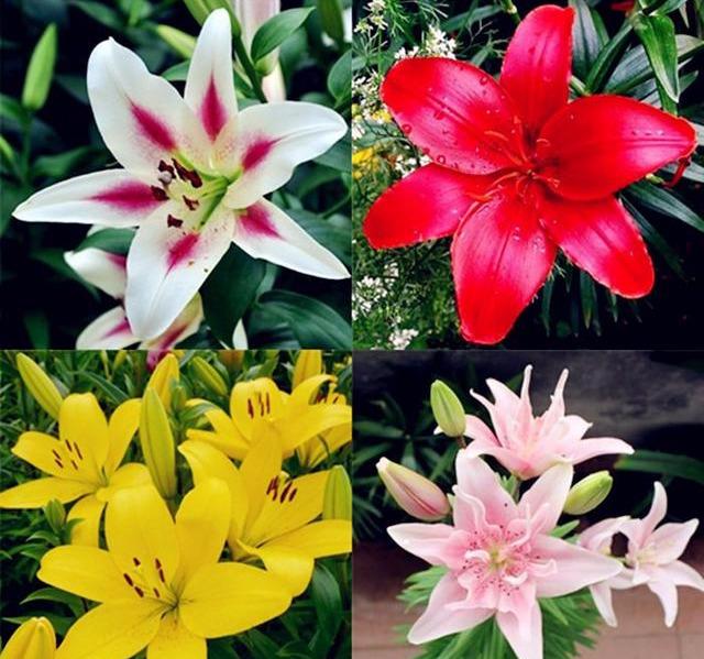百合花开花前后该如何养护？应做好哪些方面的工作？