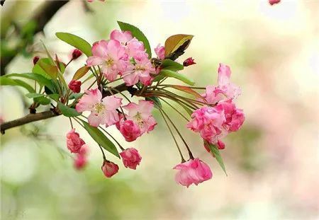 西府海棠什么时候开花？