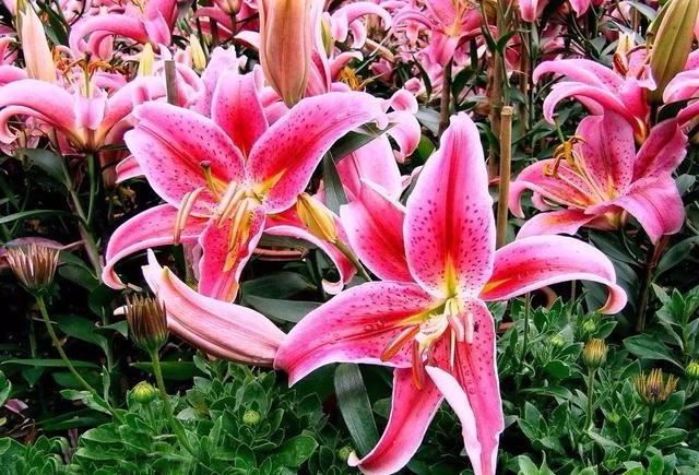 百合花开花前后该如何养护？应做好哪些方面的工作？