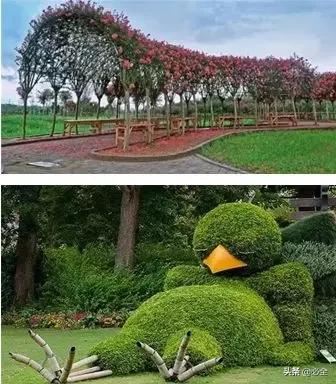 园林造型植物的选择及修剪工艺流程