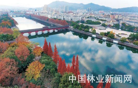 浙江武义：10万亩彩叶树扮靓城市