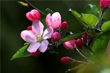 西府海棠什么时候开花？