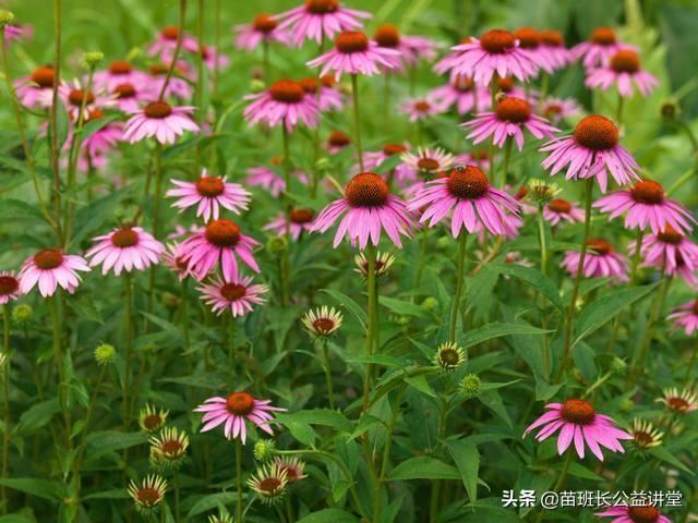 紫松果菊的栽培繁殖技术