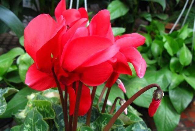 仙客来喜欢“冬天”开花，开花前施肥多晒太阳，开花一朵朵花期长