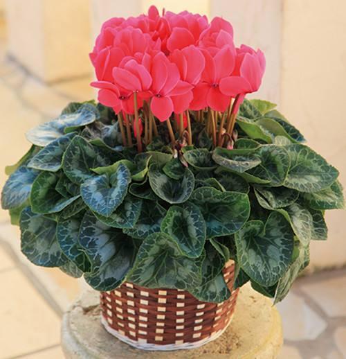 仙客来喜欢“冬天”开花，开花前施肥多晒太阳，开花一朵朵花期长