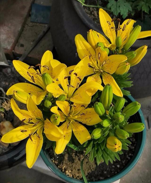 百合花开花前后该如何养护？应做好哪些方面的工作？