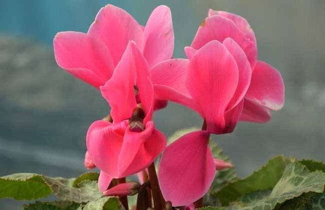 仙客来喜欢“冬天”开花，开花前施肥多晒太阳，开花一朵朵花期长