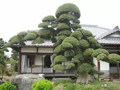 园林造型植物的选择及修剪工艺流程