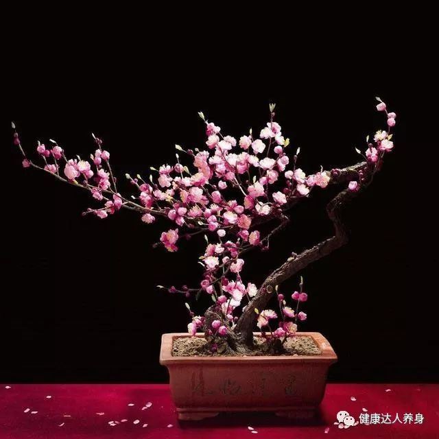 红梅冬春开花，红梅盆景养护注意什么？