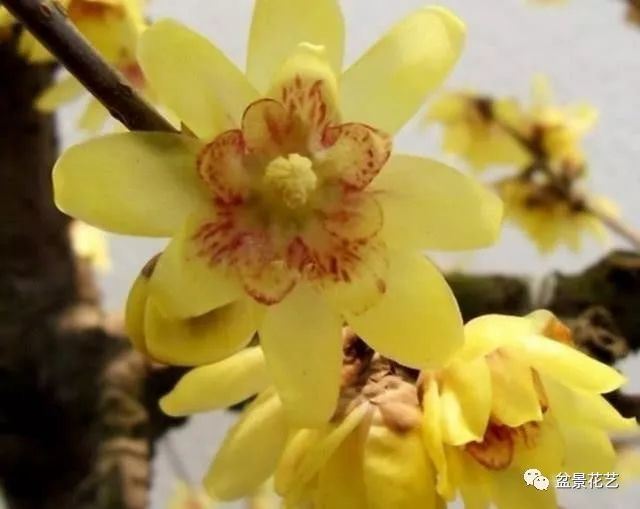 腊梅是怎么种植的？
