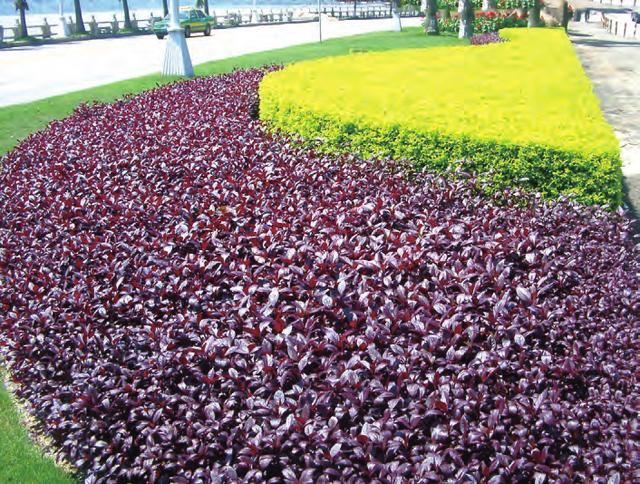 黄金叶别名金露花、篱笆树、花墙刺，繁殖及病虫害防治栽培技术