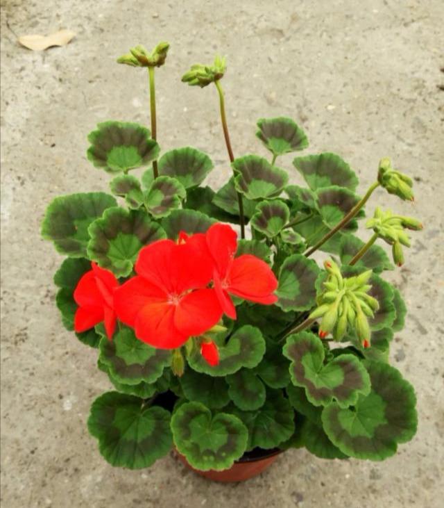 这种花小苗移盆时可别做错了，这么操作不伤根，不缓苗