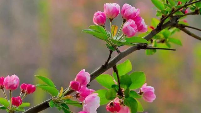 西府海棠什么时候开花？