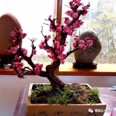 红梅冬春开花，红梅盆景养护注意什么？