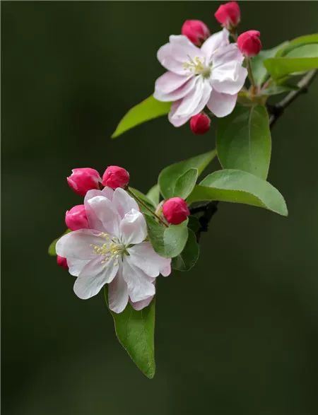 西府海棠什么时候开花？