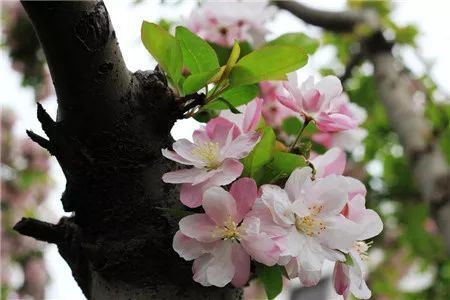西府海棠什么时候开花？