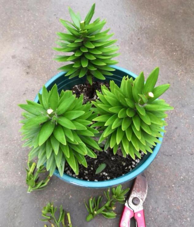 百合花开花前后该如何养护？应做好哪些方面的工作？