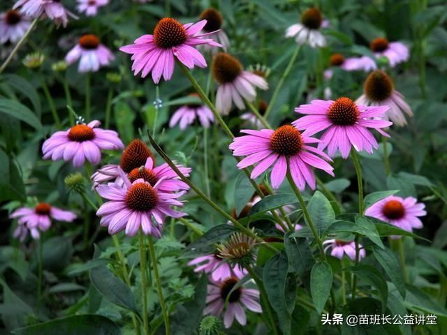 紫松果菊的栽培繁殖技术