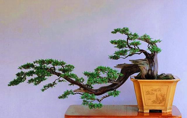 刺柏盆栽养护，做到4个“好”，长得快，枝叶更茂盛