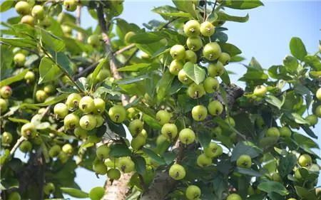 西府海棠什么时候开花？