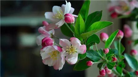 西府海棠什么时候开花？