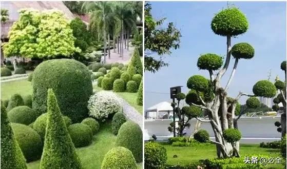 园林造型植物的选择及修剪工艺流程
