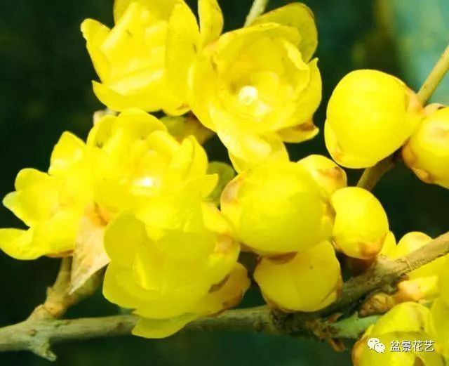 腊梅是怎么种植的？