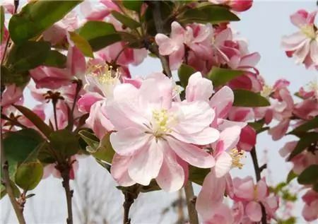 西府海棠什么时候开花？