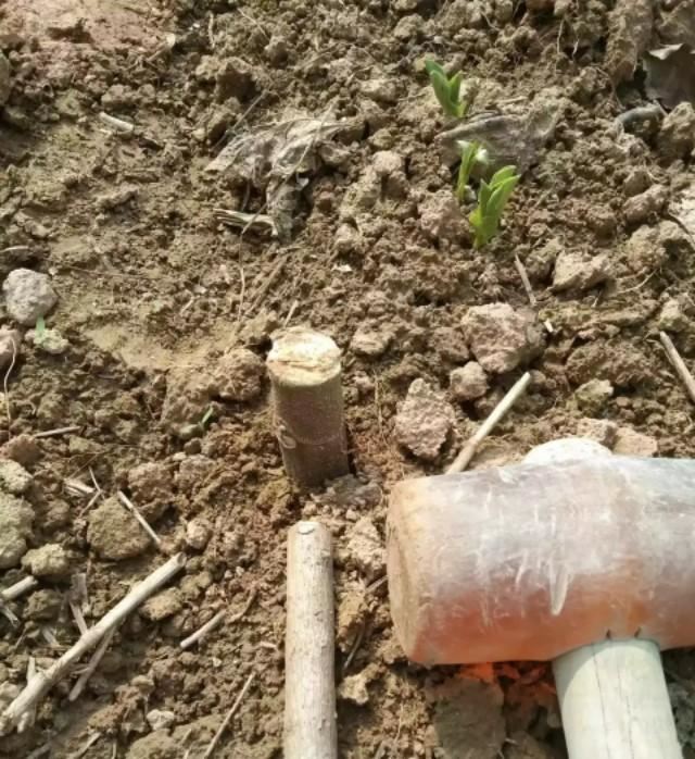 无花果壮枝直插建园新技术
