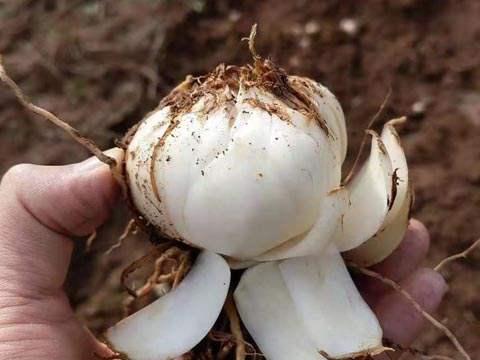 这朵花不仅好看还好吃！明年尝试种几亩，产量大、效益高